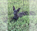 Small Photo #4 Mutt Puppy For Sale in New York, NY, USA
