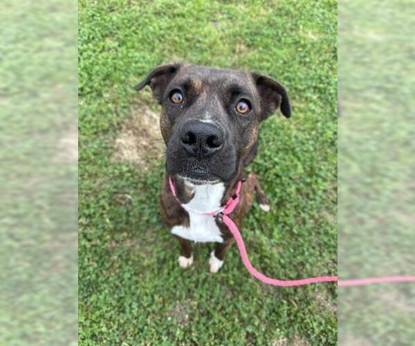 Medium Photo #3 Boxer Puppy For Sale in Houston, TX, USA