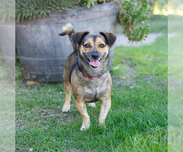 Medium Photo #1 Chihuahua-Unknown Mix Puppy For Sale in Camarillo, CA, USA
