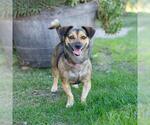 *MADGE - Female Chihuahua-Unknown Mix Dog for Adoption - Small photo