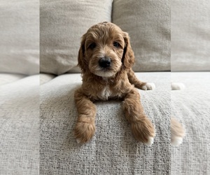 Goldendoodle-Poodle (Miniature) Mix Puppy for sale in TUCSON, AZ, USA