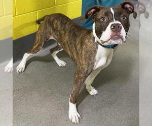 Bulloxer Dogs for adoption in Forestville, MD, USA