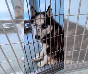 Siberian Husky Dogs for adoption in Pasadena, CA, USA