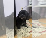 Small Photo #3 Shih Tzu-Unknown Mix Puppy For Sale in Valrico, FL, USA