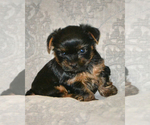 Small Photo #3 Yorkshire Terrier Puppy For Sale in ALLEN, TX, USA
