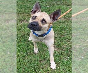 German Shepherd Dog Dogs for adoption in Fort Lauderdale, FL, USA