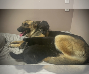 German Shepherd Dog Puppy for sale in GREENSBURG, PA, USA