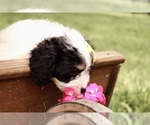 Small #5 Cavapoo