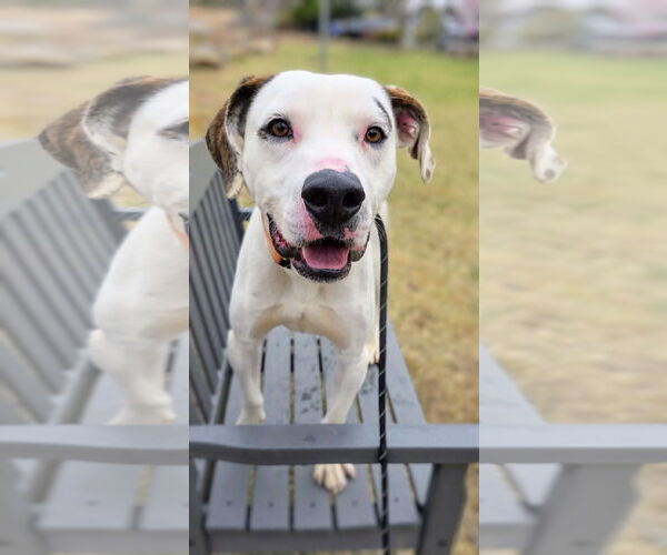 Medium Photo #5 Lab-Pointer Puppy For Sale in Rockaway, NJ, USA