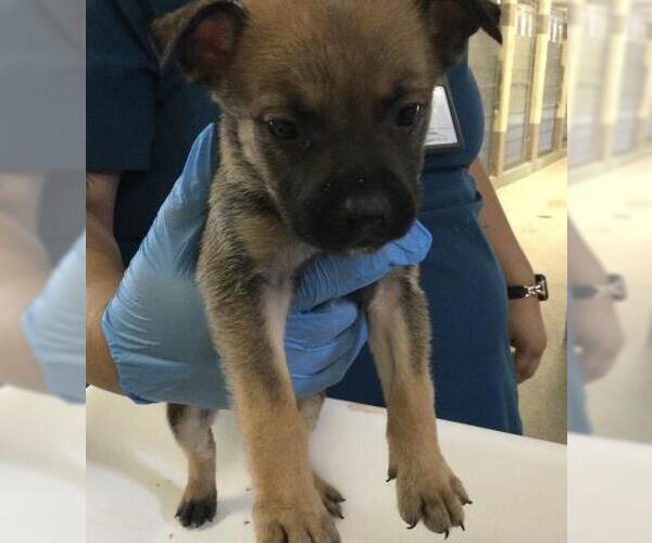 Medium Photo #2 Mutt Puppy For Sale in Riverside, CA, USA