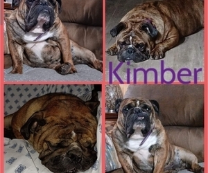 Mother of the Olde English Bulldogge puppies born on 12/27/2022