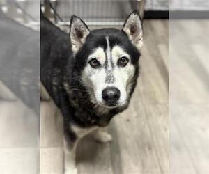 Siberian Husky Dogs for adoption in Redlands, CA, USA