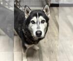 Small Siberian Husky