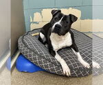 Small #10 American Bulldog
