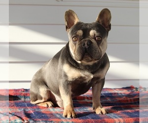 French Bulldog Puppy for sale in FREDERICKSBURG, OH, USA