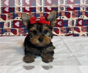 Yorkshire Terrier Puppy for sale in CHARLOTTE, NC, USA
