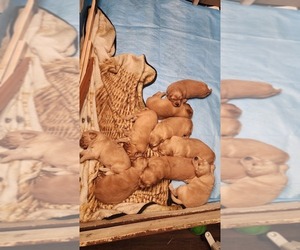 Golden Retriever Litter for sale in VANCOUVER, WA, USA