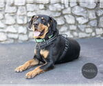 Small #14 Rottweiler Mix