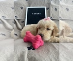 Puppy 5 Golden Retriever