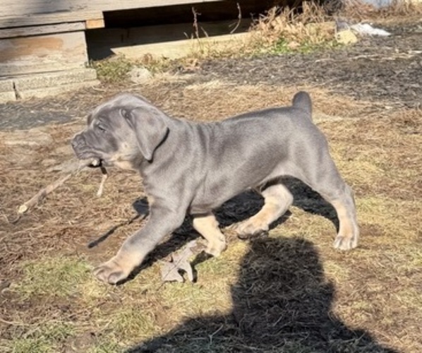 Medium Photo #1 Cane Corso Puppy For Sale in NEW FAIRFIELD, CT, USA