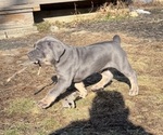Puppy Jaxon Cane Corso