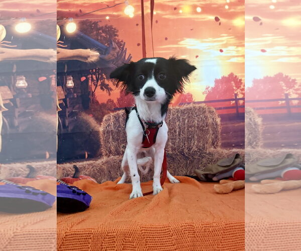 Medium Photo #3 Chiweenie Puppy For Sale in Lake Elsinore, CA, USA