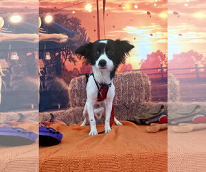 Princess - Female Chiweenie Dog for Adoption - Photo #3