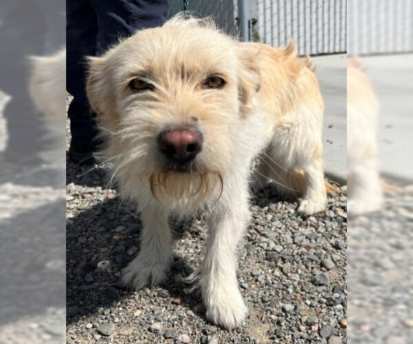 Medium Photo #1 Mutt Puppy For Sale in San Martin, CA, USA