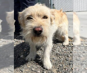 Mutt Dogs for adoption in San Martin, CA, USA