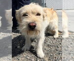 Small Mutt