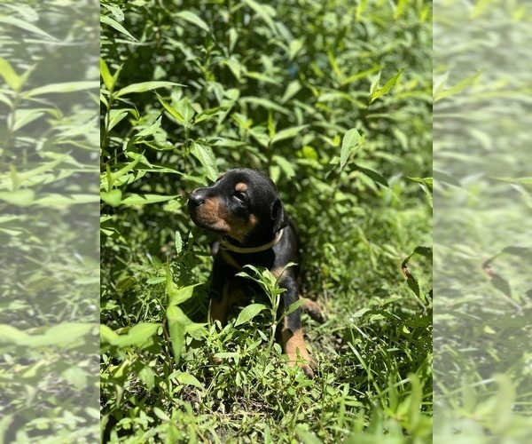 Medium Photo #5 Doberman Pinscher Puppy For Sale in BRINKLEY, AR, USA