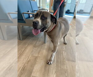 Mastiff-Unknown Mix Dogs for adoption in Pearland, TX, USA