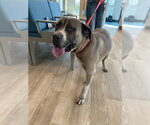 COUNT BARKULA - Male Mastiff-Unknown Mix Dog for Adoption - Small photo
