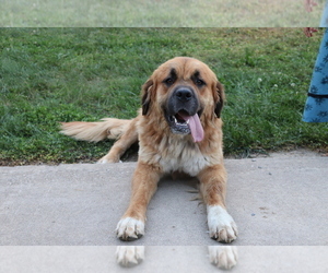 St. Weiler Puppy for sale in SHILOH, OH, USA