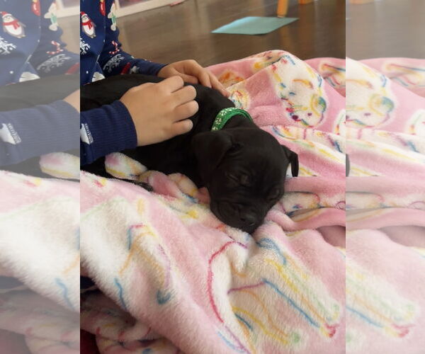 Medium Photo #18 Mutt Puppy For Sale in Holly Springs, NC, USA