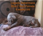 Small Photo #4 Doberman Pinscher Puppy For Sale in MOUNT STERLING, KY, USA