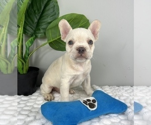 French Bulldog Puppy for Sale in FRANKLIN, Indiana USA