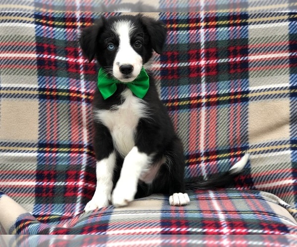 Medium Photo #2 Border Collie Puppy For Sale in CLAY, PA, USA