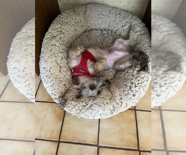 Medium Photo #6 Dachshund-Unknown Mix Puppy For Sale in Mundelein, IL, USA