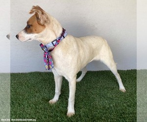 Jolie - Female Jack Russell Terrier-Unknown Mix Dog for Adoption - Photo #2