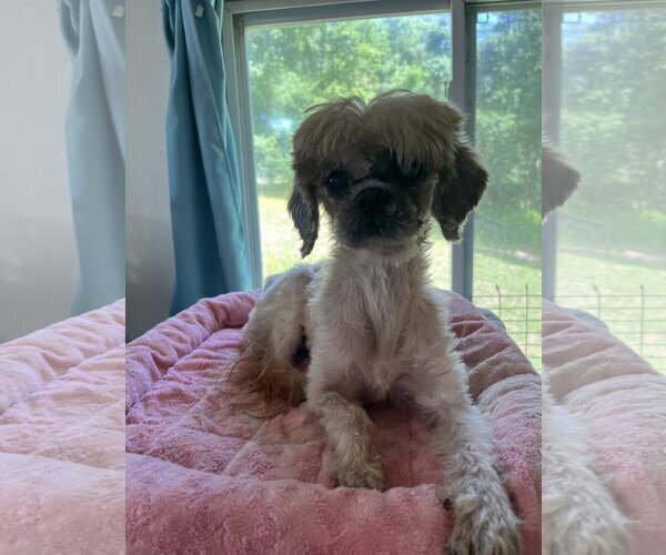 Medium Photo #3 Shih Tzu-Unknown Mix Puppy For Sale in Pacolet, SC, USA