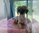 Small #2 Shih Tzu Mix