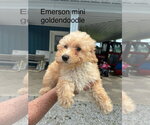 Small Goldendoodle (Miniature)