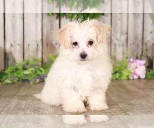 Maltipoo Puppy for sale in MOUNT VERNON, OH, USA