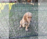 Small Photo #8 Goldendoodle Puppy For Sale in WOODLAND, CA, USA