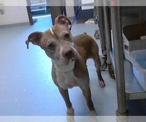 American Pit Bull Terrier-Unknown Mix Dogs for adoption in Fayetteville, NC, USA