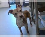 Small American Pit Bull Terrier Mix