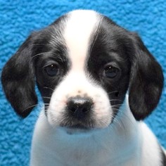Beagle Puppy for sale in CHATTANOOGA, TN, USA