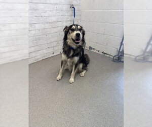 Siberian Husky Dogs for adoption in San Bernardino, CA, USA