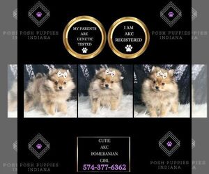 Pomeranian Puppy for sale in WARSAW, IN, USA